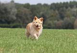 CHIEN FINNOIS DE LAPONIE 681